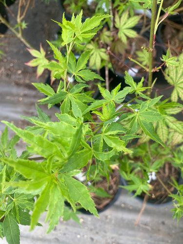 Acer palmatum 'Relish' Variegated Japanese Maple - Maple Ridge Nursery